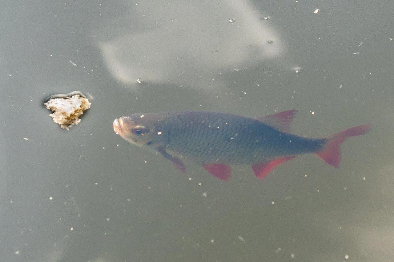 Schwimmpod An Der Peene Anklam Esterno foto